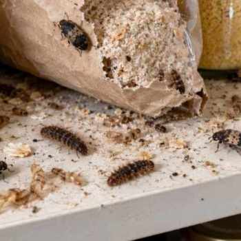 Infestation de dermestes du lard dans un placard
