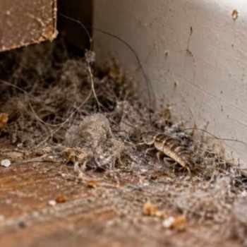 Insecte poussière maison