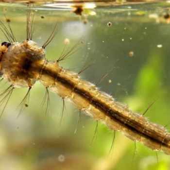 Larve de moustique